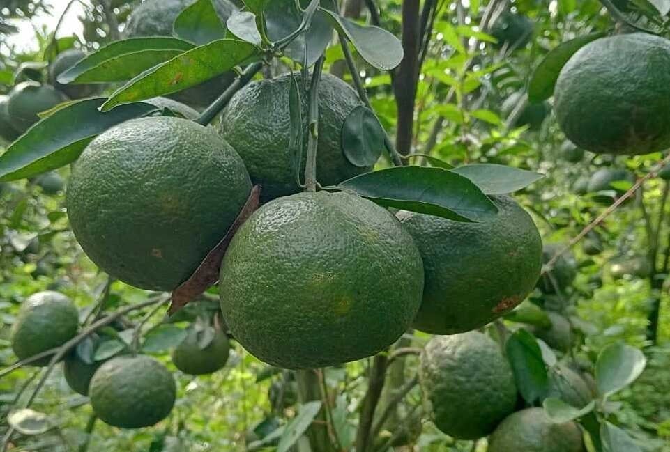 Cam Sành Bằng Lang